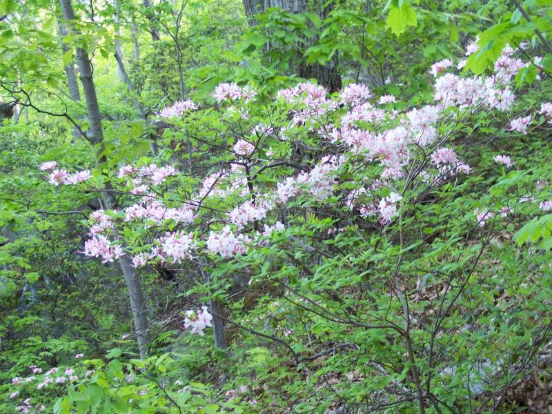 Pink Azalea