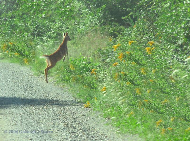 Fawn