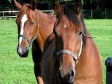 Two horses
