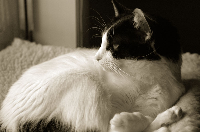 Lucy