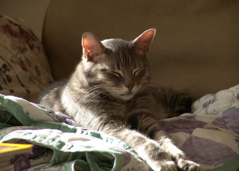 Sunny Hector