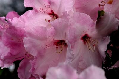 Rainy Rhodies  May 5