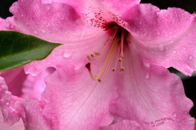 Rainy Rhodies 2May 5 extra