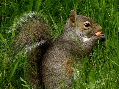 Original Squirrel