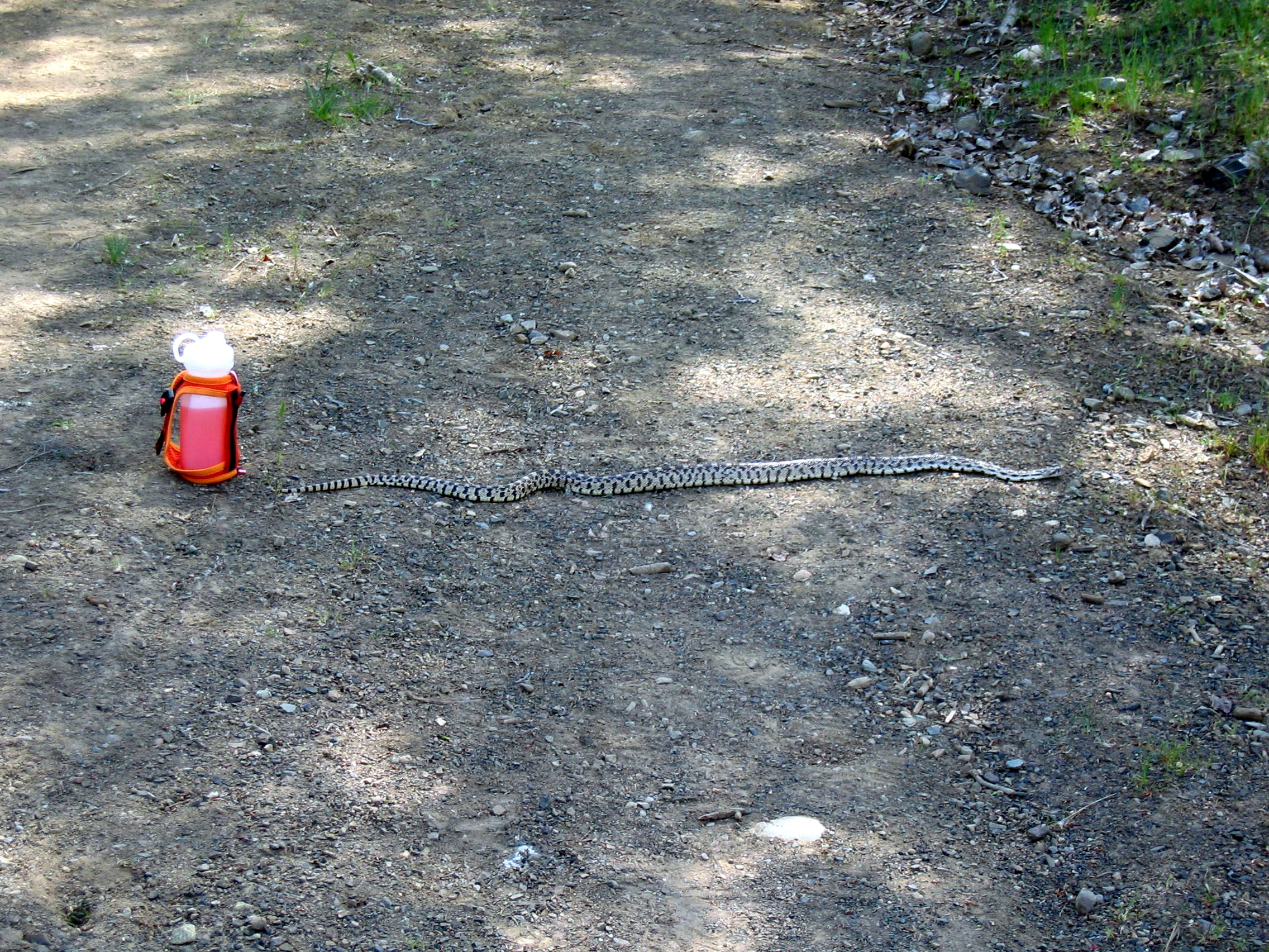 friend of the trail