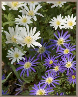 Spring Flowers '05