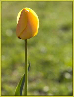 A Kiss of Spring, a taste of Sun. . .