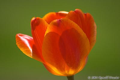 Lone Tulip