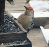 red-bellied woodpecker