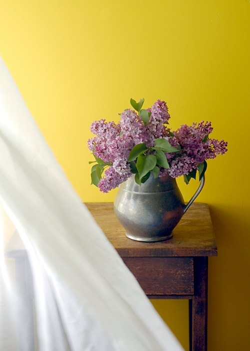 lilacs by the window