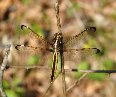 Black-faced Skimmer