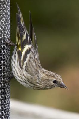 Pine Siskin