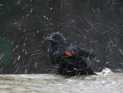 Bird Bath II