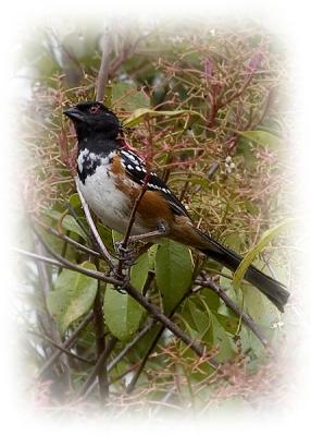 Rufous Sided Towhee...I think 2
