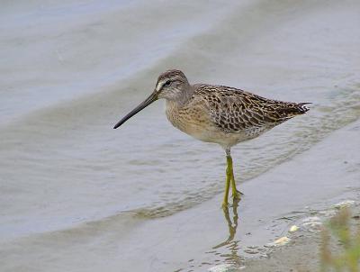 short billed dowitcher.jpg