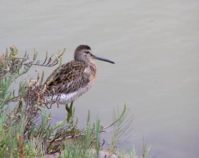 short billed dowitcher 2.jpg