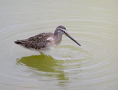 short billed dowitcher 4.jpg