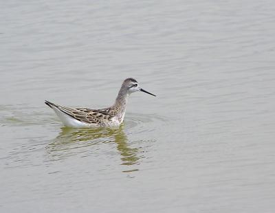 wilsons phalarope 2.jpg