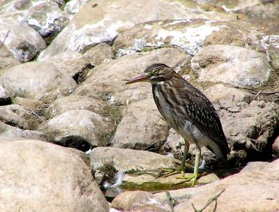 green_heron_juvenile