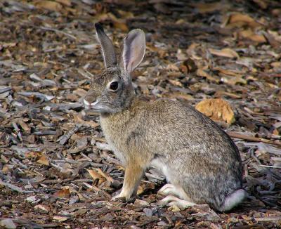 rabbit.jpg