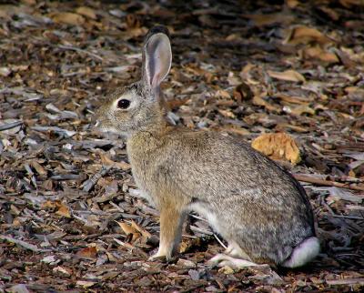 rabbit 2.jpg