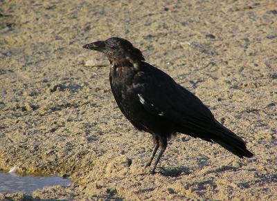 scruffy crow.jpg