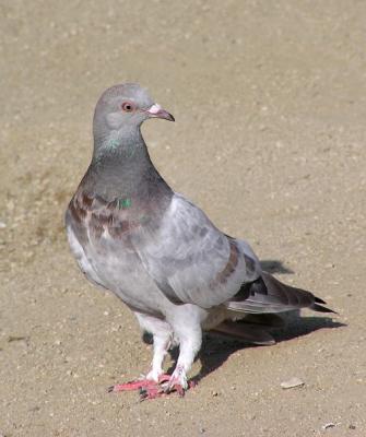 pretty_pigeon
