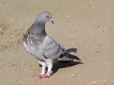 pigeon 2.jpg