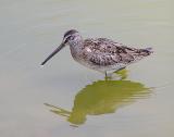 short billed dowitcher 3.jpg