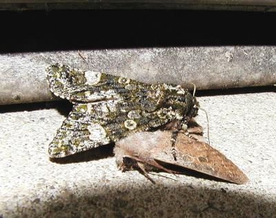 top: Grote's Sallow (Copivaleria grotei)