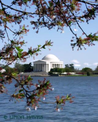 Blossoms Jefferson Memorial 595 bZ