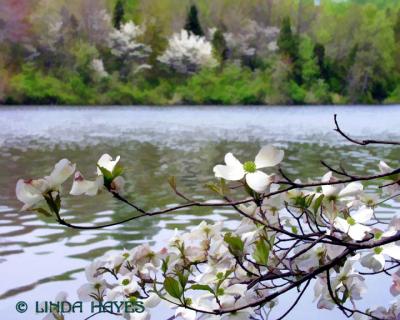 Dogwood Cent. Lake bZ (watercolor filter)