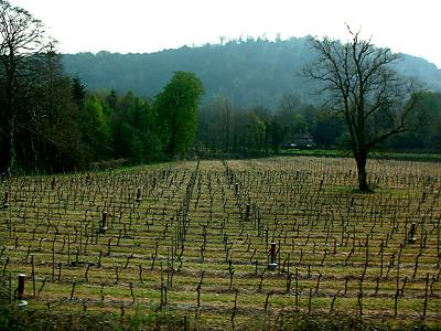 sap rising at the vineyard