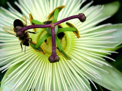 passion flower and hoverflies