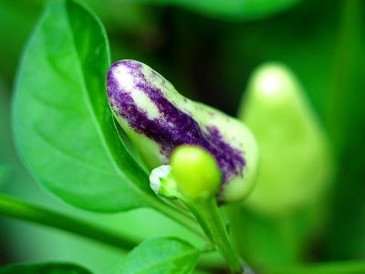 purple chilli