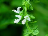 basil