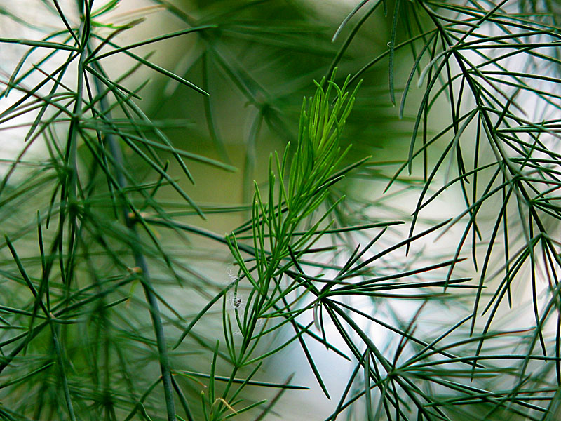 asparagus