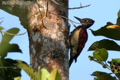 Greater Flameback

Scientific name - Chrysocolaptes lucidus

Habitat - Understory of forest and edge up to 2200 m.

[350D + Sigma 300-800 DG + Sigma 2x TC, 1600 mm, f/18]