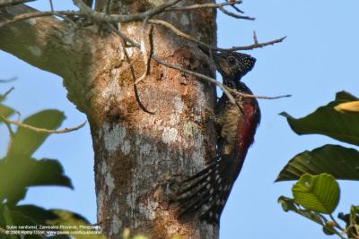 Greater Flameback

Scientific name - Chrysocolaptes lucidus

Habitat - Understory of forest and edge up to 2200 m.

[350D + Sigma 300-800 DG + Sigma 2x TC, 1600 mm, f/18]