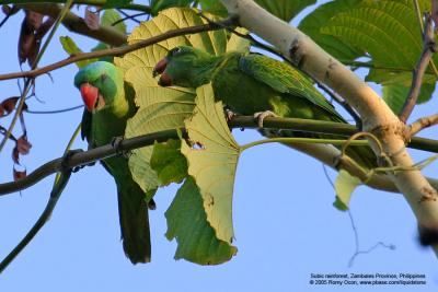 Blue-naped Parrot 
(a near Philippine endemic) 

Scientific name - Tanygnathus lucionensis 

Habitat - uncommon in forest and forest edge. 

[300D + 100-400 L IS, hand held]
