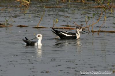 Black-Winged Stilt 

Scientific name - Himantopus himantopus 

Habitat - Uncommon in wetlands from ricefields to coastal mudflats. 

[350D + Sigma 300-800 DG + Tamron 1.4x TC, 1120 mm, f/13] 
