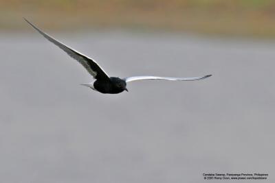 White-winged Tern
(Breeding plumage)

Scientific name - Chlidonias leucopterus

Habitat - inland waters and ricefields

[20D + 400 5.6L, hand held]