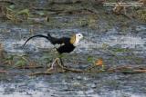 Pheasant-Tailed Jacana
(Breeding plumage)

Scientific name - Hydrophasianus chirurgus

Habitat - In wetlands with floating or emergent vegetation

[350D + Sigma 300-800 DG + Tamron 1.4x TC, 1120 mm, f/13]