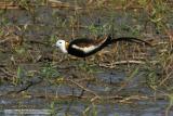 Pheasant-Tailed Jacana 
(Breeding plumage) 

Scientific name - Hydrophasianus chirurgus 

Habitat - In wetlands with floating or emergent vegetation 

[350D + Sigma 300-800 DG + Tamron 1.4x TC, 1120 mm, f/16]
