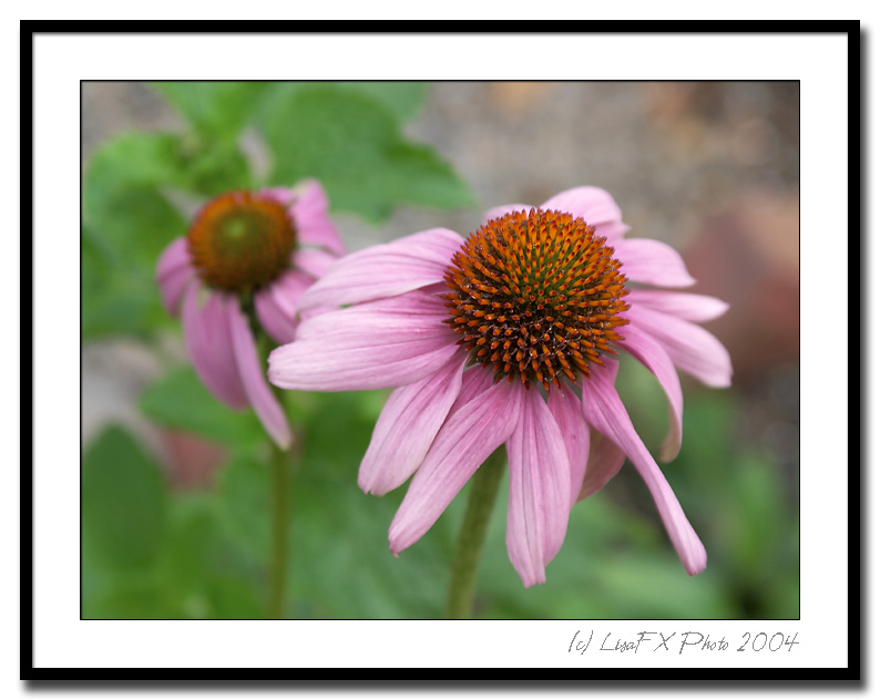 CRW_6593-TW.jpg