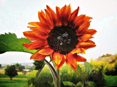 Sunflower-Art 2