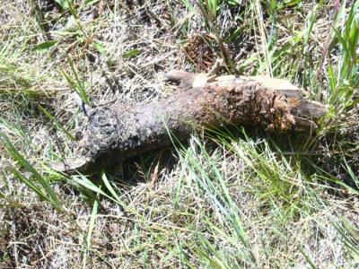 part-of-the-tree-from-accid.jpg