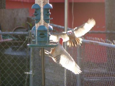 2 Red bellied Woodpeckers...