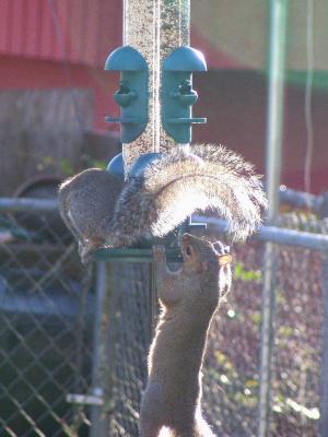 Food Fight, Squirrels on bird feeder