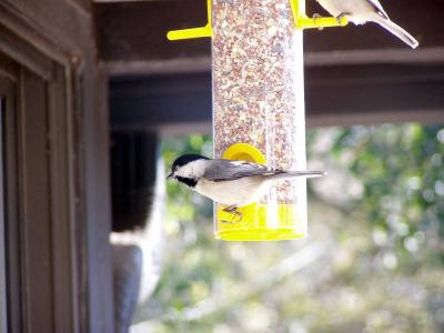 Carolina Chickadee